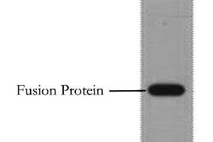 Western Blot analysis of 1 μg Flag fusion protein using Flag-Tag Monoclonal Antibody at dilution of 1:10000. (DYKDDDDK Tag Antikörper)