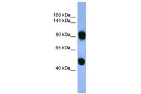 AP1B1 Antikörper  (AA 490-539)
