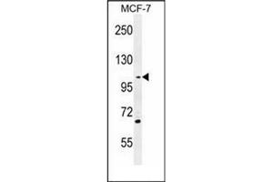 Western blot analysis of GAS2L2 Antibody (C-term) Cat. (GAS2L2 Antikörper  (C-Term))