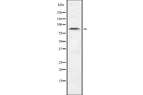 CDH10 Antikörper  (C-Term)