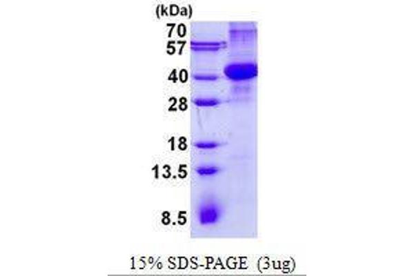 AMN Protein