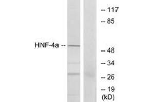 Western blot analysis of extracts from HT-29 cells, using HNF4 alpha (Ab-313) Antibody. (HNF4A Antikörper  (AA 280-329))