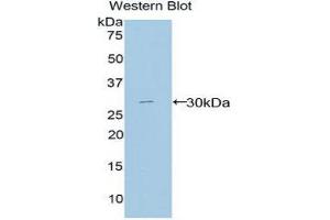 Western Blotting (WB) image for anti-Macrophage Expressed Gene 1 (MPEG1) (AA 170-412) antibody (ABIN1859870) (MPEG1 Antikörper  (AA 170-412))