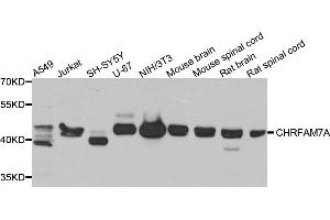 Western blot analysis of extracts of various cell lines, using CHRFAM7A antibody (ABIN5975203) at 1/1000 dilution. (CHRFAM7A Antikörper)