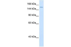 DHX9 antibody used at 0. (DHX9 Antikörper)