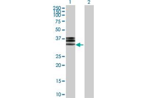 Hemopexin Antikörper  (AA 1-254)