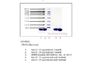 Gel Scan of Apolipoprotein CI, Human Plasma  This information is representative of the product ART prepares, but is not lot specific. (APOC1 Protein)