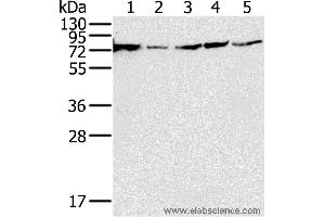 Western blot analysis of 293T, PC3, hela, Jurkat and Raji cell, using NDUFS1 Polyclonal Antibody at dilution of 1:650 (NDUFS1 Antikörper)