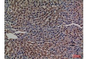 Immunohistochemistry (IHC) analysis of paraffin-embedded Rat Liver, antibody was diluted at 1:100. (Transferrin Antikörper  (C-Term))