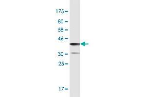 Western Blot detection against Immunogen (36. (AKAP9 Antikörper  (AA 3812-3911))