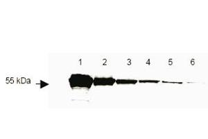 This antibody to detect DYKDDDDK conjugated proteins is shown to detect as little as 3 ng of amino-terminal DYKDDDDK tagged recombinant protein by western blot. (DYKDDDDK Tag Antikörper)