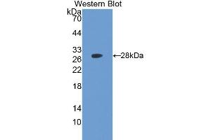 Western Blotting (WB) image for anti-Ubiquitin Hydrolase L3 (AA 2-230) antibody (ABIN1078640) (Ubiquitin Hydrolase L3 (AA 2-230) Antikörper)