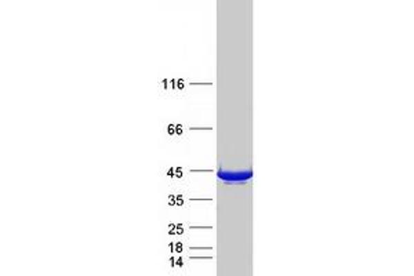 L3HYPDH Protein (Myc-DYKDDDDK Tag)