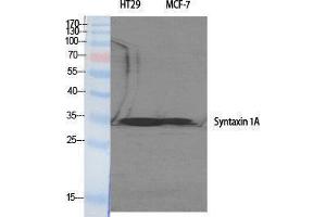 Western Blotting (WB) image for anti-Syntaxin 1A (Brain) (STX1A) (Tyr1328) antibody (ABIN6280126) (STX1A Antikörper  (Tyr1328))