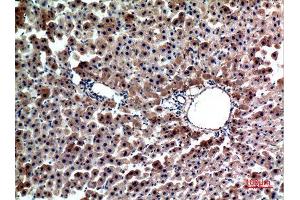 Immunohistochemistry (IHC) analysis of paraffin-embedded Rat Liver, antibody was diluted at 1:100. (FGL1 Antikörper  (Internal Region))