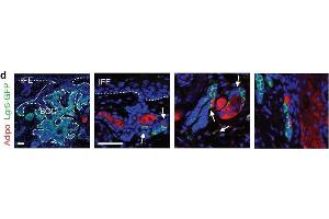 Immunostaining (ISt) image for anti-Perilipin 2 (PLIN2) (AA 1-29), (N-Term) antibody (ABIN285650)