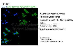 Image no. 1 for anti-Adducin 3 (Gamma) (ADD3) (C-Term) antibody (ABIN786068) (ADD3 Antikörper  (C-Term))