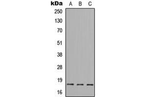 Western blot analysis of BAX expression in HeLa (A), Raw264. (BAX Antikörper  (N-Term))
