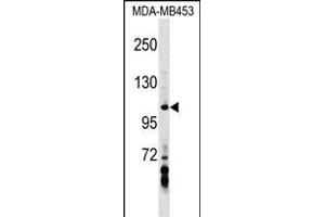 AXIN1 Antibody (Center) (ABIN1538316 and ABIN2848840) western blot analysis in MDA-M cell line lysates (35 μg/lane). (Axin Antikörper  (AA 330-359))