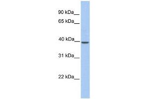 KLK-BL4 antibody used at 1 ug/ml to detect target protein. (KLK-BL4 (C-Term) Antikörper)