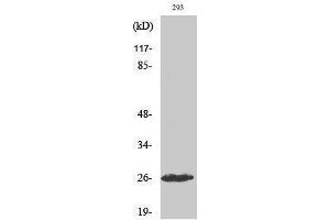 Western Blotting (WB) image for anti-C1r LC (cleaved), (Ile464) antibody (ABIN3180417) (C1r LC (cleaved), (Ile464) Antikörper)