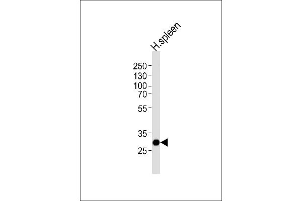 SAP30 Antikörper  (C-Term)