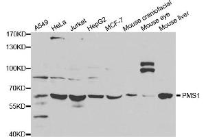Western blot analysis of extracts of various cell lines, using PMS1 antibody (ABIN5971209) at 1/1000 dilution. (PMS1 Antikörper)
