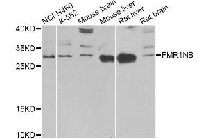 Western blot analysis of extracts of various cell lines, using FMR1NB Antibody (ABIN5972990) at 1/1000 dilution. (FMR1NB Antikörper)
