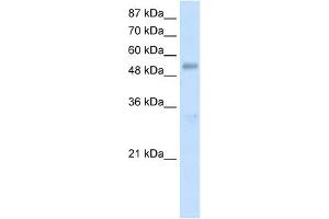 DDX19B antibody used at 1. (DDX19B Antikörper)