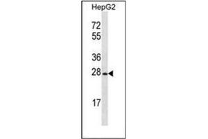 Western blot analysis of OR8B12 Antibody (C-term) in HepG2 cell line lysates (35ug/lane). (OR8B12 Antikörper  (C-Term))