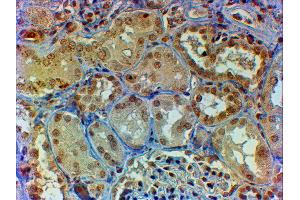 ABIN2561488 (2µg/ml) staining of paraffin embedded Human Kidney. (MYB Antikörper  (AA 281-294))