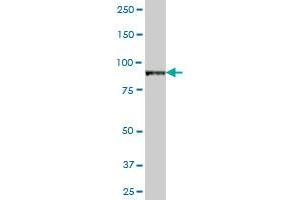 VAC14 MaxPab polyclonal antibody. (VAC14 Antikörper  (AA 1-782))