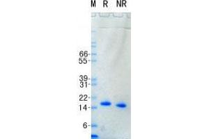 Validation with Western Blot (TNF alpha Protein)