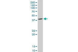 DNAJB6 MaxPab rabbit polyclonal antibody. (DNAJB6 Antikörper  (AA 1-326))