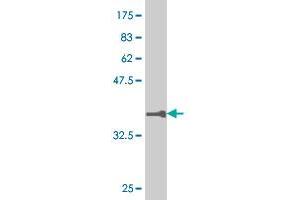 Western Blot detection against Immunogen (36. (RUNX1 Antikörper  (AA 210-310))