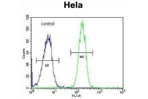 Flow Cytometry (FACS) image for anti-UDP-N-Acetyl-alpha-D-Galactosamine:polypeptide N-Acetylgalactosaminyltransferase 5 (GalNAc-T5) (GALNT5) antibody (ABIN3004405) (GALNT5 Antikörper)