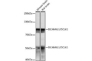 Western blot analysis of extracts of various cell lines, using DC/DCLK1 Rabbit mAb (ABIN1678754, ABIN3018869, ABIN3018870 and ABIN7101679) at 1:1000 dilution. (DCLK1 Antikörper)