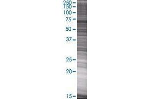 GPX8 transfected lysate. (GPX8 293T Cell Transient Overexpression Lysate(Denatured))