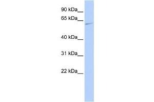 Western Blotting (WB) image for anti-Mitogen-Activated Protein Kinase 15 (MAPK15) antibody (ABIN2459902) (MAPK15 Antikörper)