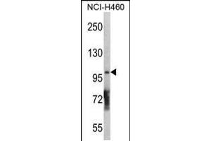 Western blot analysis in NCI-H460 cell line lysates (35ug/lane). (DGKQ Antikörper  (C-Term))