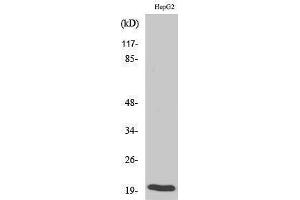 Western Blotting (WB) image for anti-BCL2-Associated X Protein (BAX) (Ser165) antibody (ABIN3183486) (BAX Antikörper  (Ser165))