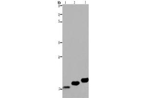 Western Blotting (WB) image for anti-Myosin, Light Chain 12B, Regulatory (MYL12B) antibody (ABIN2423437) (MYL12B Antikörper)