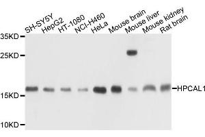 Western blot analysis of extracts of various cells, using HPCAL1 antibody. (HPCAL1 Antikörper)