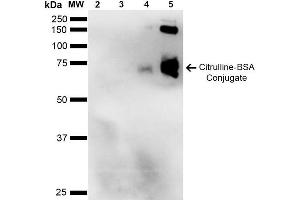 Western Blot analysis of Citrulline-BSA Conjugate showing detection of 67 kDa Citrulline-BSA using Mouse Anti-Citrulline Monoclonal Antibody, Clone 2D3-1B9 . (Citrulline Antikörper  (Atto 594))