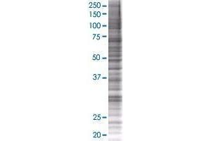 DNAJB7 transfected lysate. (DNAJB7 293T Cell Transient Overexpression Lysate(Denatured))