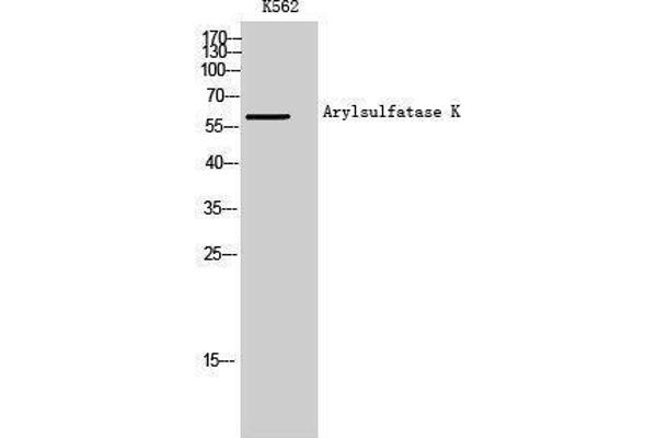 Arylsulfatase K Antikörper