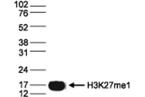 Western Blotting (WB) image for anti-Histone Cluster 1, H3a (HIST1H3A) (H3K27me) antibody (ABIN6655652)