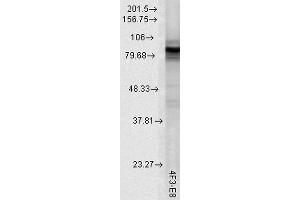 Western Blot analysis of Rat tissue lysate showing detection of Hsp90 protein using Mouse Anti-Hsp90 Monoclonal Antibody, Clone 4F3. (HSP90 Antikörper  (Atto 488))