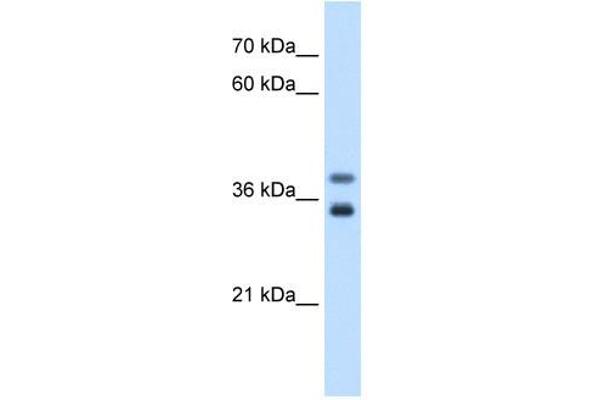 GDE1 Antikörper  (N-Term)