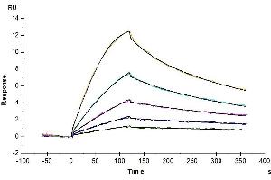 Surface Plasmon Resonance (SPR) image for GDNF Family Receptor alpha Like (GFRAL) protein (His-Avi Tag) (ABIN7274739)